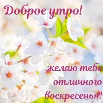 Открытка с добрым утром воскресенья на фоне цветов Открытка с добрым утром воскресенья на фоне цветов