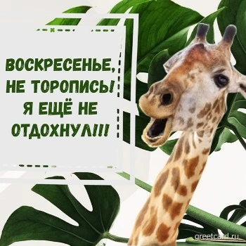Картинка с воскресеньем и жирафом Картинка с воскресеньем и жирафом
