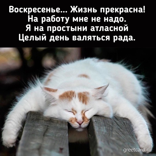 Красивая открытка с воскресеньем и котом