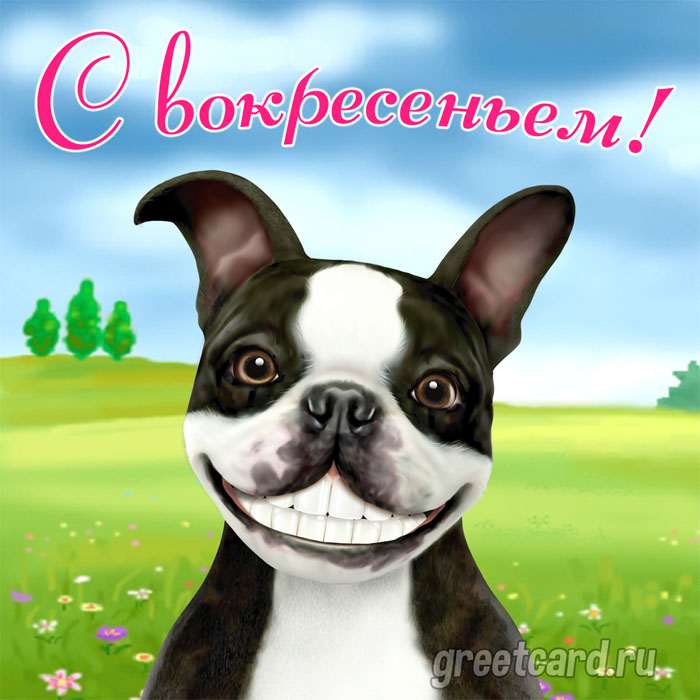 Открытка с добрым утром воскресенья и милым песиком