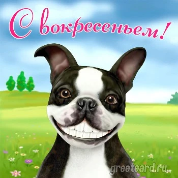 Открытка с добрым утром воскресенья и милым песиком Открытка с добрым утром воскресенья и милым песиком