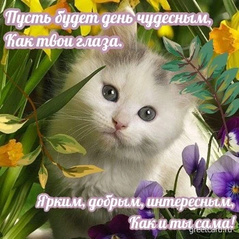 Милая картинка хорошего дня с котиком Милая картинка хорошего дня с котиком