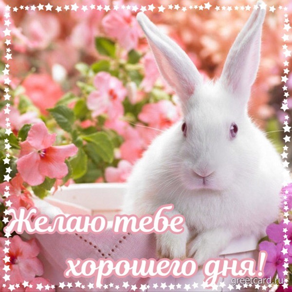 Картинка хорошего дня с кроликом