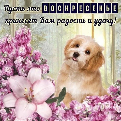 Картинка с воскресеньем с нежными цветами Картинка с воскресеньем с нежными цветами